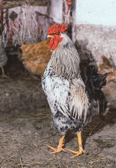 Naklejka na ściany i meble Chickens on the farm. Toned, style, color photo