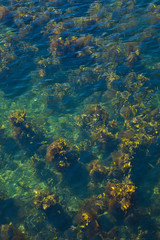 Naklejka na ściany i meble Algas en el mar. Isla de Mull. Inner Hebrides, Scotland. UK