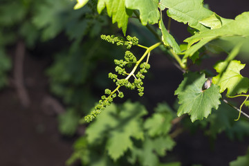  Young green grape branches on the vineyard in spring time