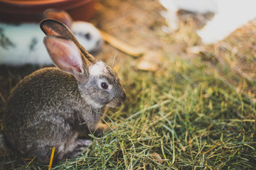 Breeding a large group of rabbits in a small shed.