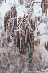 Acacia seeds covered with frost on a branch