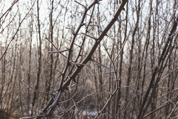 Fototapeta na wymiar Acacia needles covered with hoarfrost. Nature in winter.
