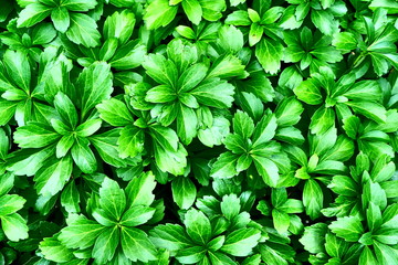 葉っぱのテクスチャ素材