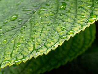 raindrops on leaf