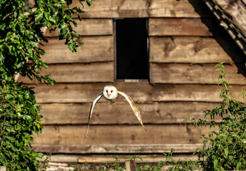 Barn Owl in Flight