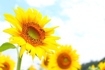 ひまわり 花 蜂