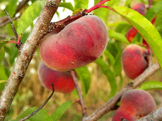 ripe peach on a tree branch