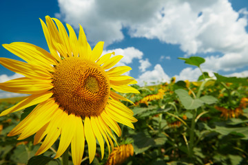 Sunflower field - bright yellow flowers, beautiful summer landscape