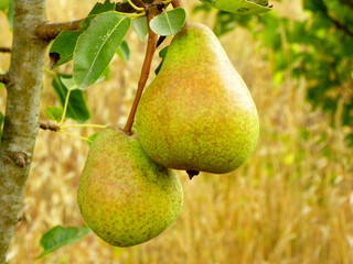 ripe pears on a tree branch