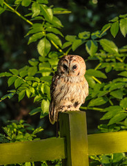 Barn Owl