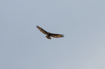 Flying hawk goshawk seeking prey