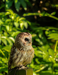 Barn Owl