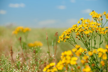 Fototapeta premium Wild grass with yellow flowers - beautiful summer landscape