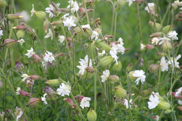 Wild Weeds In Bloom, Pylypow Wetlands, Edmonton, Alberta