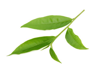 green tea leaf isolated on white background