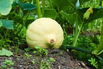 Unripe yellow pumpkin on a bush in the garden. Farming season.