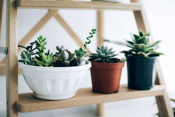 Folding ladder used as shelves for plants against white wall.