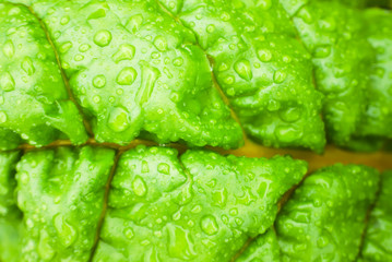 Natural background with yellow beet chard leaf texture in raindrops, rainy weather, macro backdrop