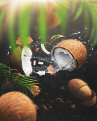 Flying in air fresh ripe whole and cracked coconut with palm leave