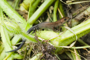 Cub of lizard viviparous in the compost heap in the garden. Reptile wildlife