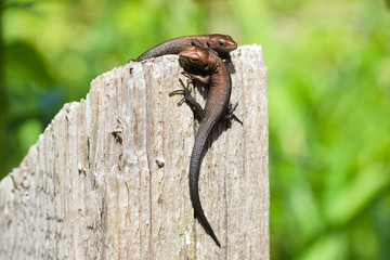 Two young viviparous lizards on a wooden post. Wildlife reptiles