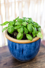  fresh and bright basil plant