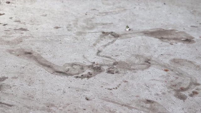 CLOSE UP Of Man Walking Barefoot On Concrete With Muddy Feet.
Locked Off
