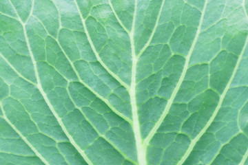 Natural background with cabbage leaf texture