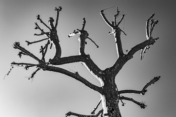 death announced in spring