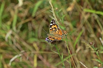 Distelfalter (Vanessa cardui) auf  Wiesen-Flockenblume (Centaurea jacea)