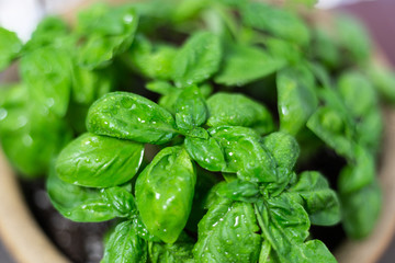 closeup of fresh basil plant