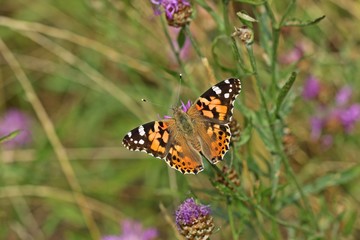 Distelfalter (Vanessa cardui) auf  Wiesen-Flockenblume (Centaurea jacea)