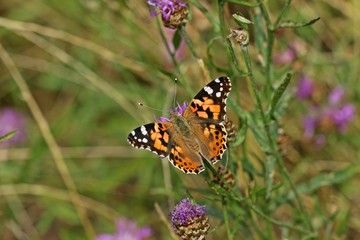 Distelfalter (Vanessa cardui) auf  Wiesen-Flockenblume (Centaurea jacea)