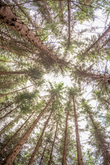 looking up to skythrough  tree crowns 