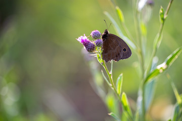 Closeup of beautiful butterfly resting on a  thistle (Cárduus) flower on soft green background.