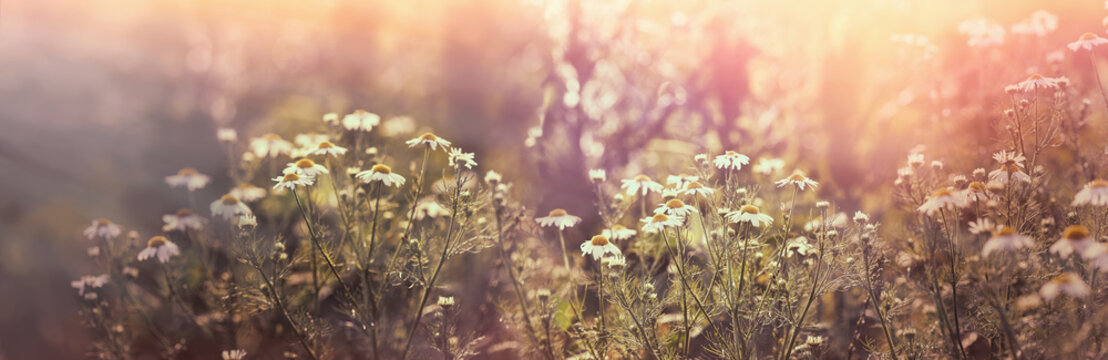 Chamomile In Meadow, Flowering Wild Chamomile