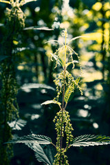 Green blooming nettle grass in the wikd forest on sunny summer day. Selective focus. Green natural background.