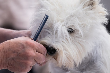 A subject of West Highland White Terrier during the preparation of his coat in a dog show.