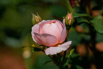Close up of a blooming pink "Queen of sweden" rose