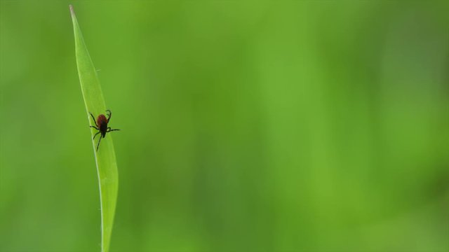 Tick (Ixodes ricinus) waiting for its victim on a grass blade - parasite potentially carrying dangerous diseases