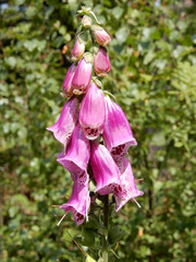 Flowers of foxglove (Digitalis purpurea) on forest clearing