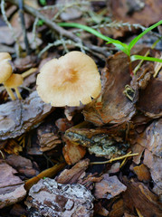 Close-up of fresh brown mushroom and green grass after thunder storm