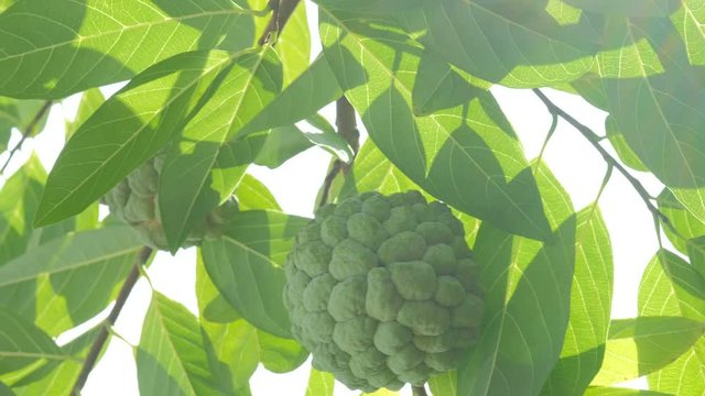The Sugar-apple, Sweetsop, Custard apple, Annona squamosa fruit.