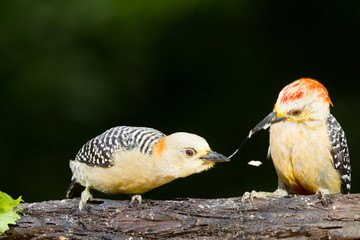 Baby bird is leaning to eat from mother. These are red-crowned woodpeckers on a tree stick.. The mother bird is helping its baby eating some banana.