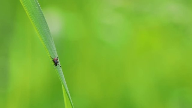 Tick (Ixodes ricinus) waiting for its victim on a grass blade - parasite potentially carrying dangerous diseases