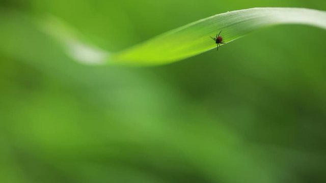 Tick (Ixodes ricinus) waiting for its victim on a grass blade - parasite potentially carrying dangerous diseases