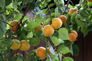 A bunch of ripe apricots on a branch