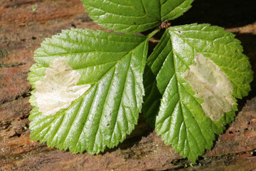 Rubus saxatilis green leaf with mine of Raspberry leaf-mining sawfly (Metallus pumilus). July,...
