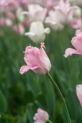 pink flower in the garden