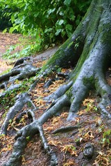 Racines d'un arbre après la pluie